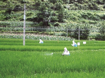 技术人员向水稻秧田喷洒生物制剂农药,演示病虫害防治器械的使用方法