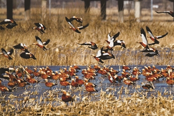 使洋河水库及周边湿地成为天鹅,大雁,野鸭,灰鹤等多种鸟类南北迁徙中