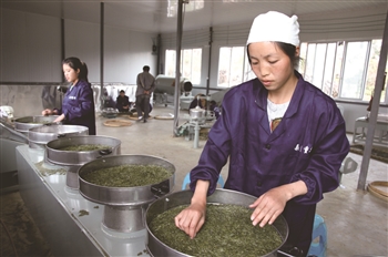 化处镇朵贝古茶树有限公司茶叶加工车间内,工人正在制茶.